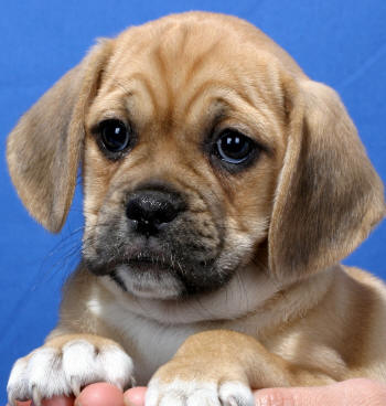 Puggle Puppies on The Puggle Is A Small Mixed Breed Created By Mating A Pug And A Beagle
