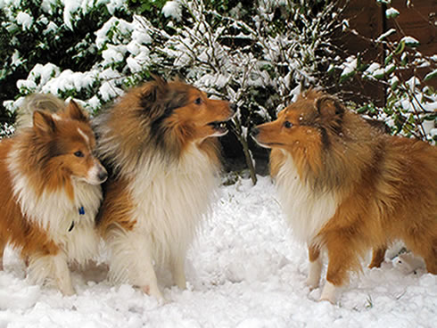 small rough collie