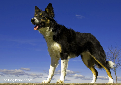 Click to know more about the Border Collie.