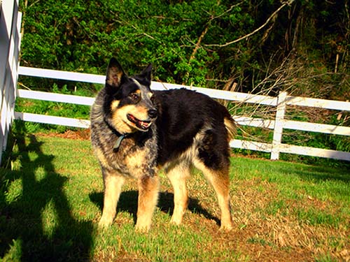 The Australian Cattle Dog The Australian Cattle Dog