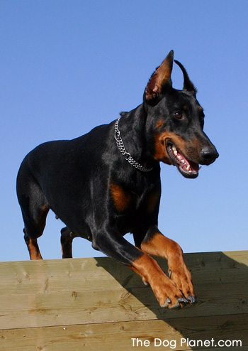 Click to know more about the Doberman Pinscher.