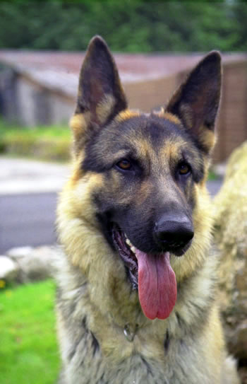 Click to know more about the German Shepherd.