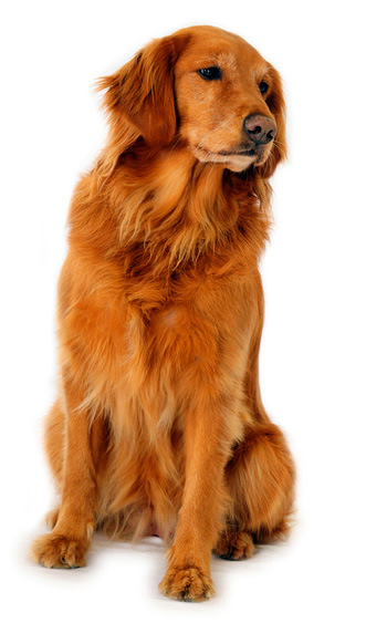 Click to know more about the Golden Retriever .