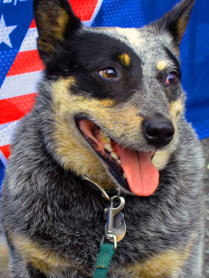 Click to know more about the Australian Cattle Dog.