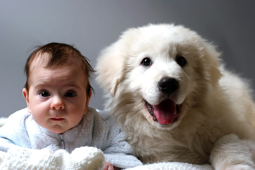 Maremma Sheepdog Puppy