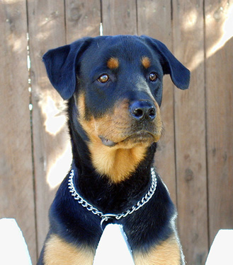 Click to know more about the Rottweiler.