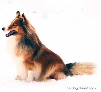 Click to know more about the Shetland Sheepdog.