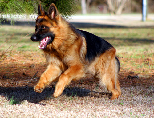 The German Shepherd The German Shepherd