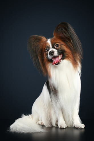 Click to know more about the Papillon.