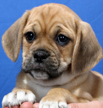 Puggle