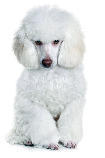 Click to know more about the Poodle.
