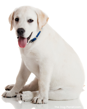 Click to know more about the Labrador Retriever.